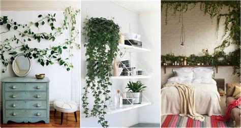 Bring Climbing Vines Indoor And Make Your Home Look Like A
