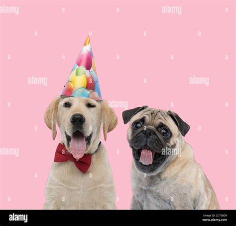 Team Of Two Happy Dogs Labrador Retriever And Pug Wearing Birthday
