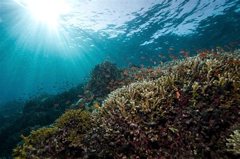 Festival Anthias Di Tepi Terumbu Karang Pulau Bunaken Indonesia Foto