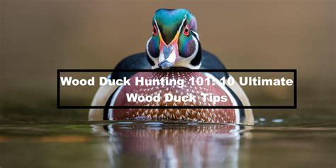 Wood Duck Hunting 101 10 Ultimate Wood Duck Tips Hunting And Fishing