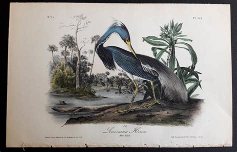 373 louisiana heron hand colored stone lithograph from the audubon octavo 1st edition