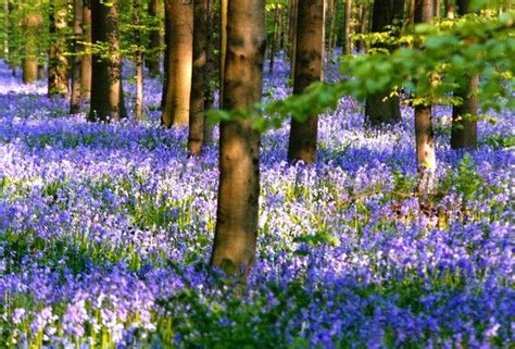 The Blue Forest Blue Forest Forest Bluebell Woods