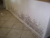 Non Toxic Black Mold Removal Pictures