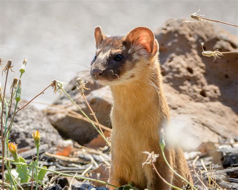 First Long Tailed Weasel Since The 1950s Seen In The Presidio