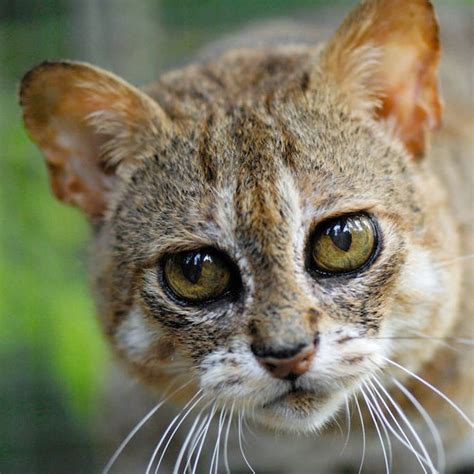 A Rusty Spotted Cat Felis Rubiginosa Phillipsi At The