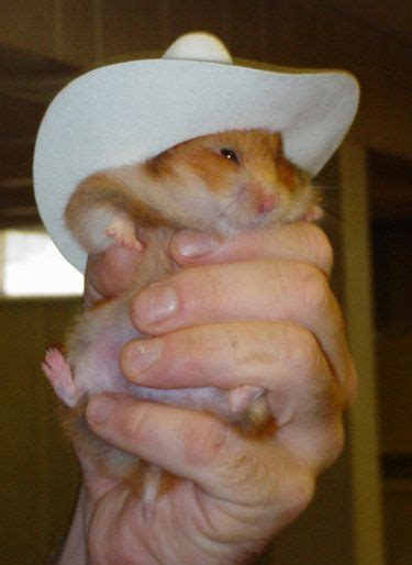 Tiny Hamsters Wearing Tiny Clothes Funny Hamsters Cute Animals Cute