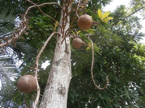 There are many exotic fruits in thailand and the variety is huge. Cannonball tree rediscovered in Thailand | Discovery Garden