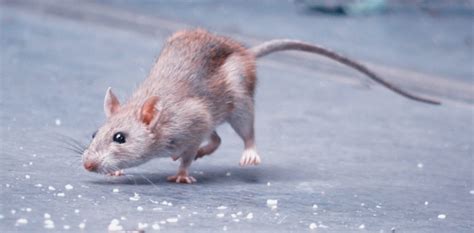Macam Macam Tikus Habitat Ciri Ciri Dan Kotorannya Fumida