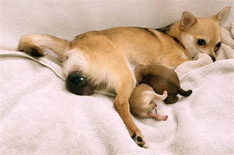 20 Placenta Canine Fotos De Stock Imagens E Fotos Royalty Free Istock
