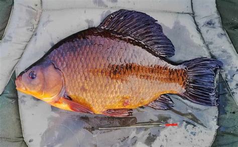 The Crucian Carp A Fascinating Species Guide Strike And Catch