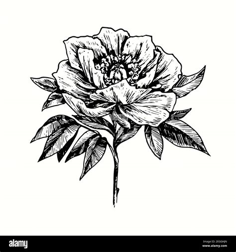 Vintage Peony Flower Cut Out Stock Images And Pictures Alamy