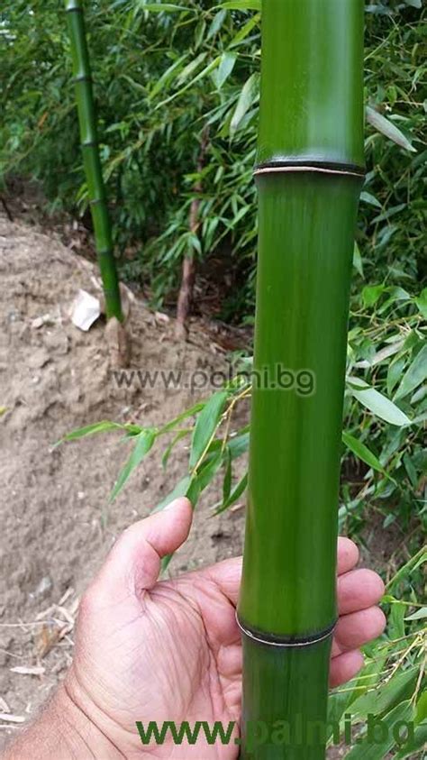 Phyllostachys Bambusoides Giant Japanese Timber Bamboo Madake