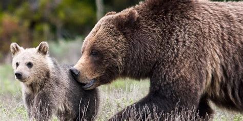 Famous Grizzly Bears Only Cub Tragically Killed The Dodo