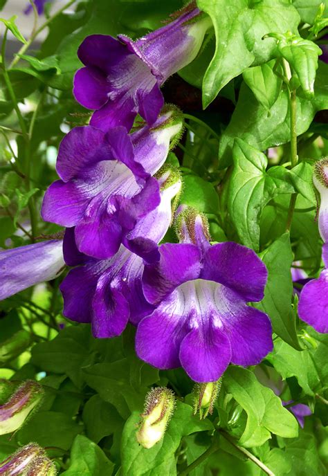 Images Of Purple Trumpet Flower Vine