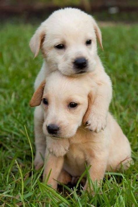 Cute Puppies Wallpaper Iphone Kolpaper Awesome Free Hd Wallpapers