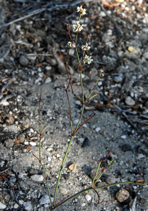 Naked Buckwheat From Mono County CA USA On August 24 2021 At 08 11