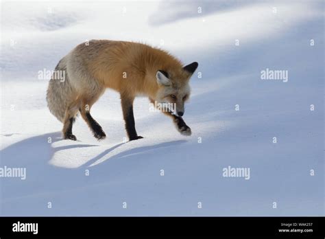 Red Fox Winter Hunting Stock Photo Alamy