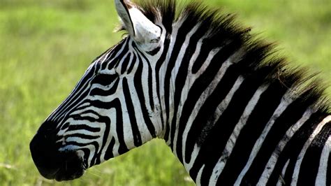 Zebra Wallpapers High Quality Download Free