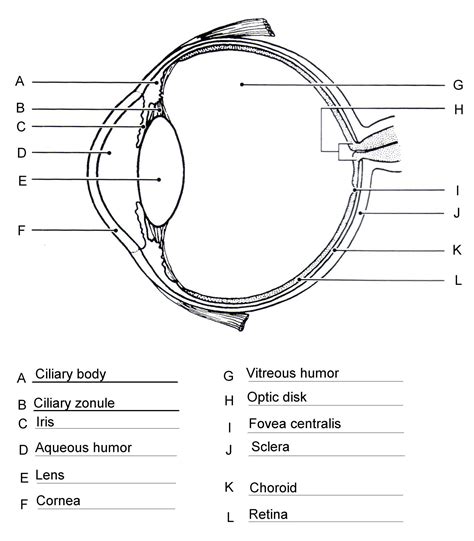 Diagram Of The Eye Worksheet How To Learn The Parts Of The Eye Structure Of The Eye Worksheet