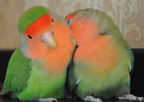 Lovebirds By Mina Colorful Animals Colorful Birds Pretty Birds Cute