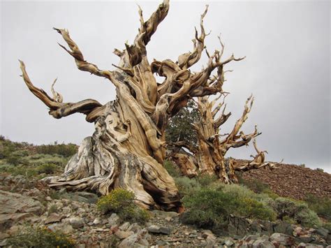 Your Daily Tree Ancient Bristlecone Pine Forest California