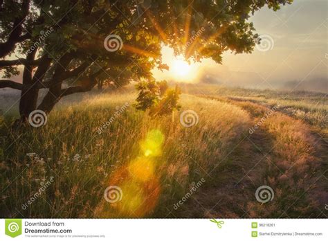 Landscape Rays Of Sun Through Branches Of Tree Early Autumn On Morning
