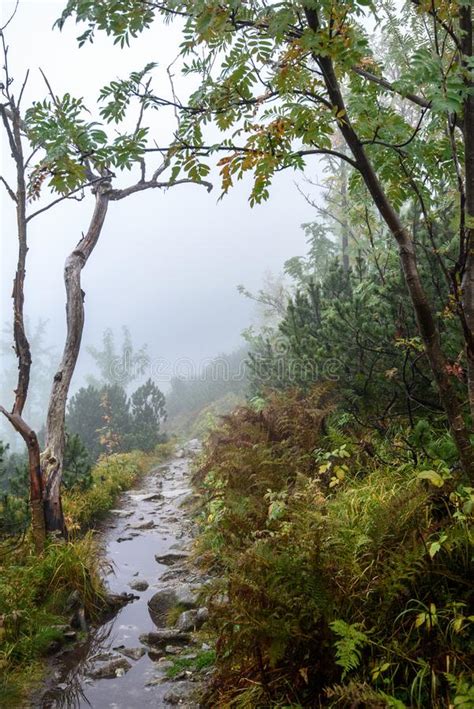 Tourist Hiking Trail In Foggy Misty Day With Rain Stock Image Image