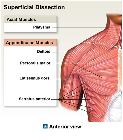 Anterior Muscles Of Torso Artstation Male Frontal Torso Main Muscles