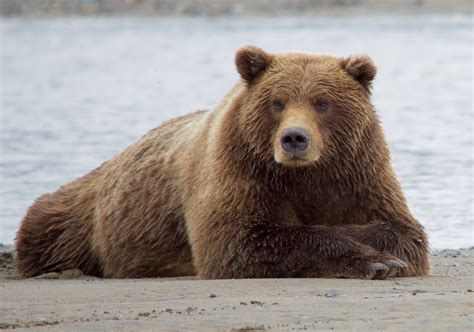 棕熊 免费图片 Public Domain Pictures