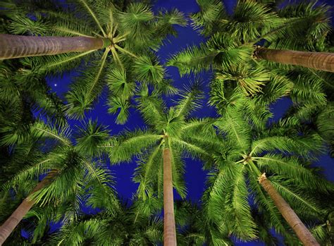 Palm Trees At Night Makati Philippines Photograph By Per Andre