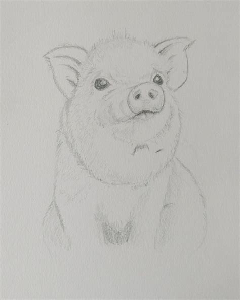 Baby Pig Pencil In My Sketchbook Pencil Sketches Of Animals Pencil