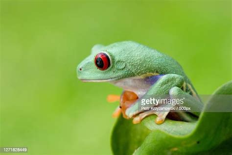 Red Eyed Tree Frogs Photos And Premium High Res Pictures Getty Images