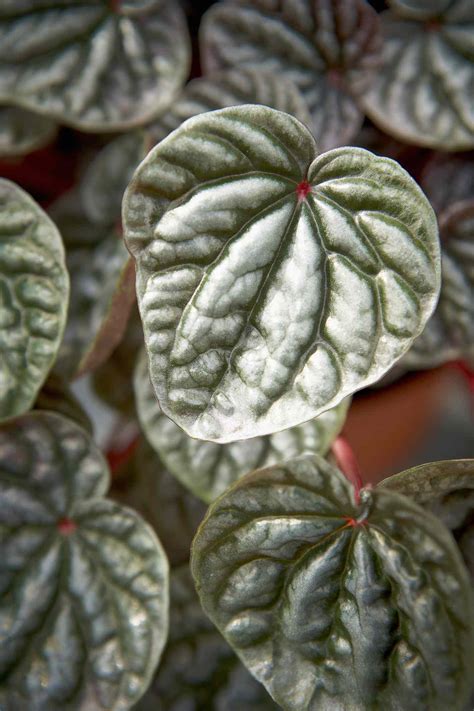 Peperomia Plants Indoor Care And Growing Guide