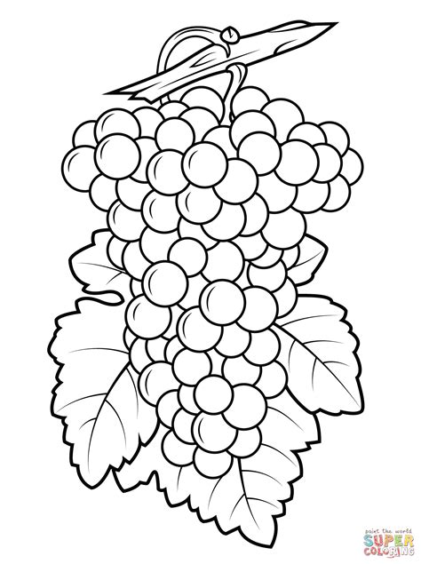 grapes coloring page coloring home