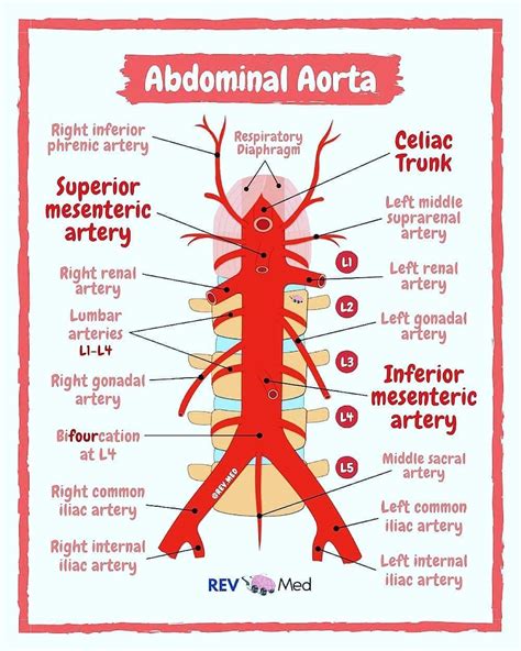 The Three Paired Visceral Branches Of The Abdominal Aorta Steve Gallik
