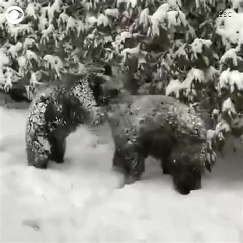Bears Caught Roughhousing In Canadian Backyard Roughhousing Bears