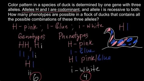 Dominant and recessive are terms that describe which allele is expressed. How many phenotypes possible with two codominant and one ...