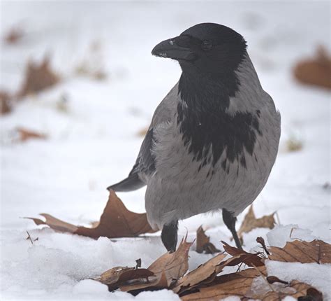 Hooded Crow Hooded Crow Corvus Cornix Standing On A Snow Flickr