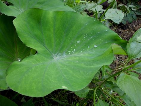 Listen to mencurah janji daun keladi by kembara, 60 shazams. Air di daun keladi | Ibarat air di daun keladi., walaupun ...