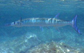 You are sure to come up with lots of uses for our sea creature templates. Flat Needlefish | Flat Needlefish - Ablennes hians | Sea ...