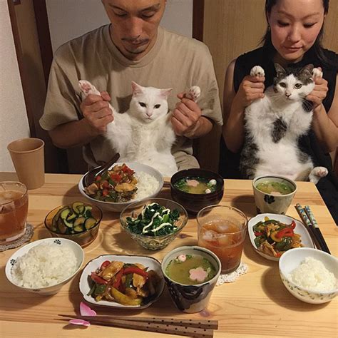 Pareja Japonesa Tomó Fotos A Sus Gatos Mientras Los Veían Comer
