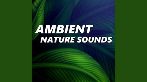 Ambient Nature Sounds Youtube