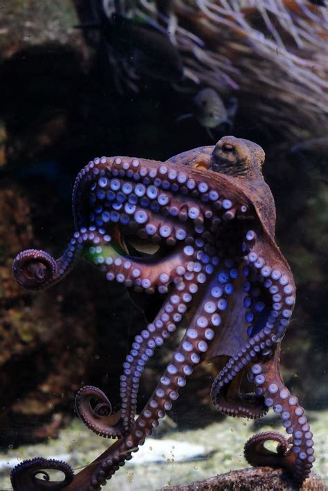 Purple Octopus Under The Sea Pinterest