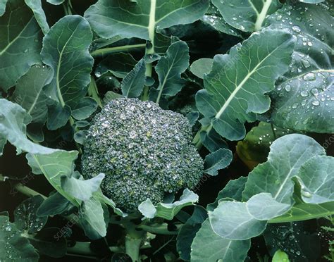 Organic Broccoli Plant Stock Image E7700794 Science Photo Library