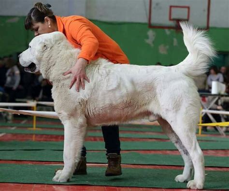 The central asian shepherd breed is also commonly known by the names alabai, central it's also important to check a dog's ears on a regular basis and to clean them when necessary. 17+ images about Central Asian Shepherd dog- Alabai. on ...