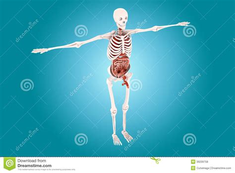 Human anatomy stock illustration. Illustration of opening - 39239758
