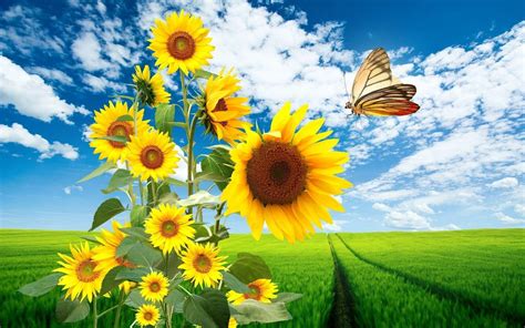Sunshine And Flowers Wallpapers Top Free Sunshine And Flowers