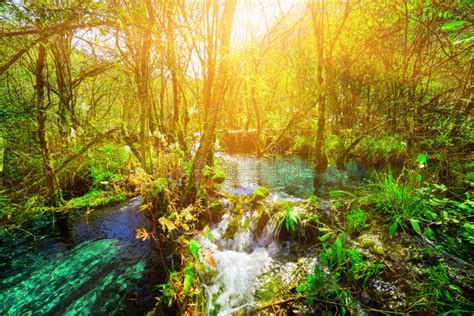 River With Azure Crystal Clear Water Among Green Forest Stock Photo