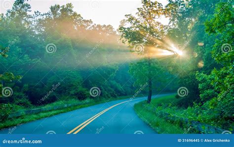 Sun Rays Through Trees On Road Stock Image Image Of Forest Leafy