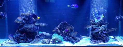 210 Gallon Aqueon Big Fish Mixed Reef Tank